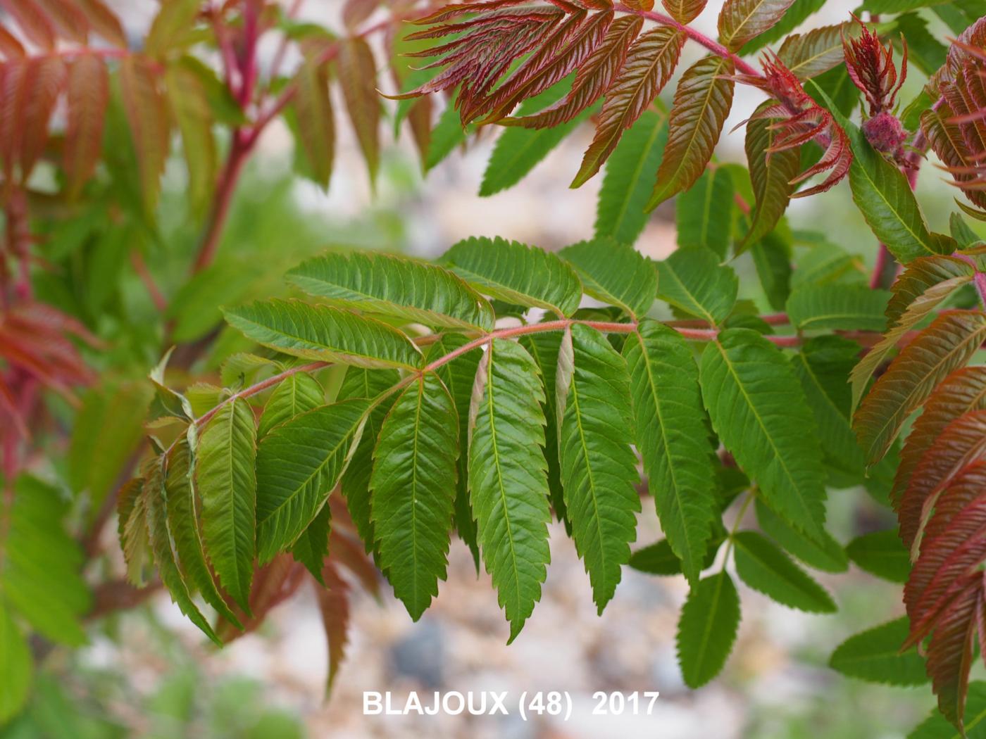 Staghorn leaf